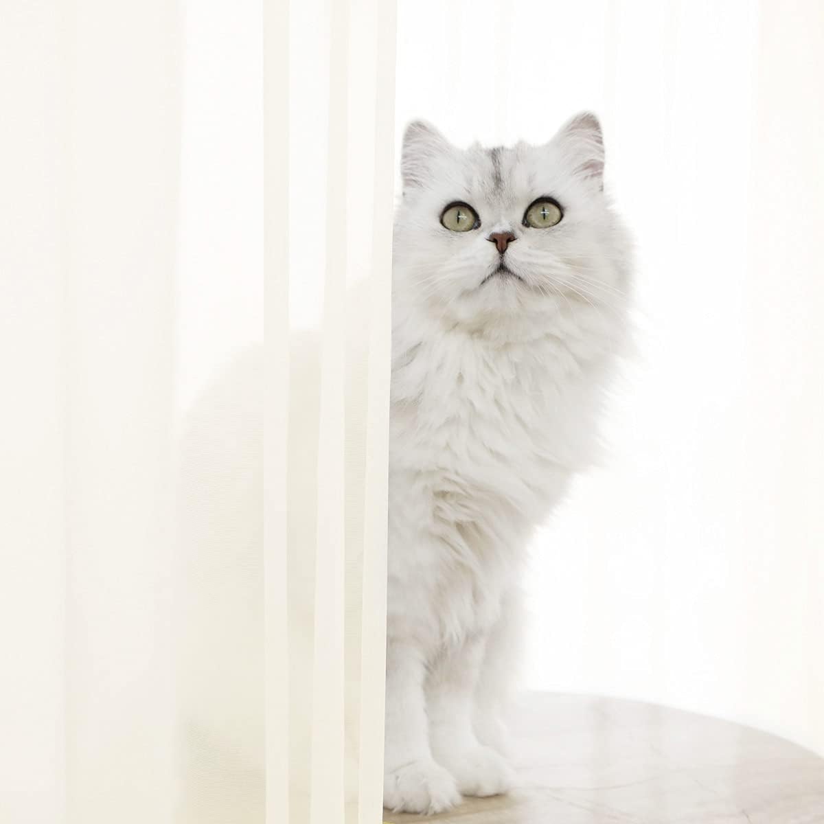 Window Beige Sheer Curtains 60 Inches Width 45 Inches Long 2 Panels Sheer Curtains Clear Curtains Basic Rod Pocket Panel for Home/Living Room/Bedroom/Kids Room