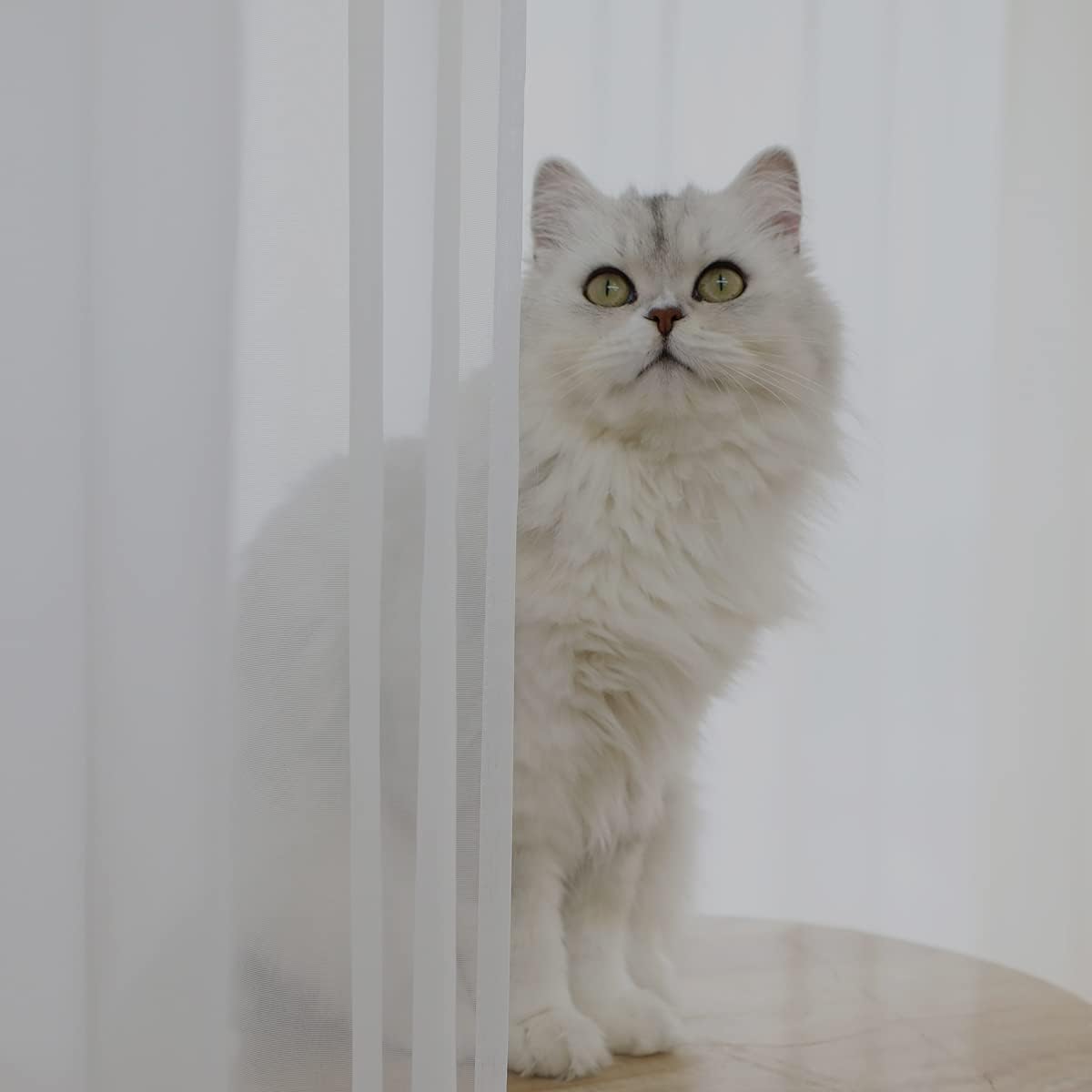 Window Ivory Sheer Curtains 48 Inches Width 63 Inches Long 2 Panels Sheer Curtains Clear Curtains Basic Rod Pocket Panel for Home/Living Room/Bedroom/Kids Room