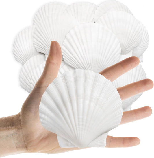 25PCS Sea Shells Scallop Shells Natural White Sea Shells for DIY Craft Crafting,Painting,Baking,Home Decor and Beaching Wedding Decoration (6-8CM) Seashells Bulk