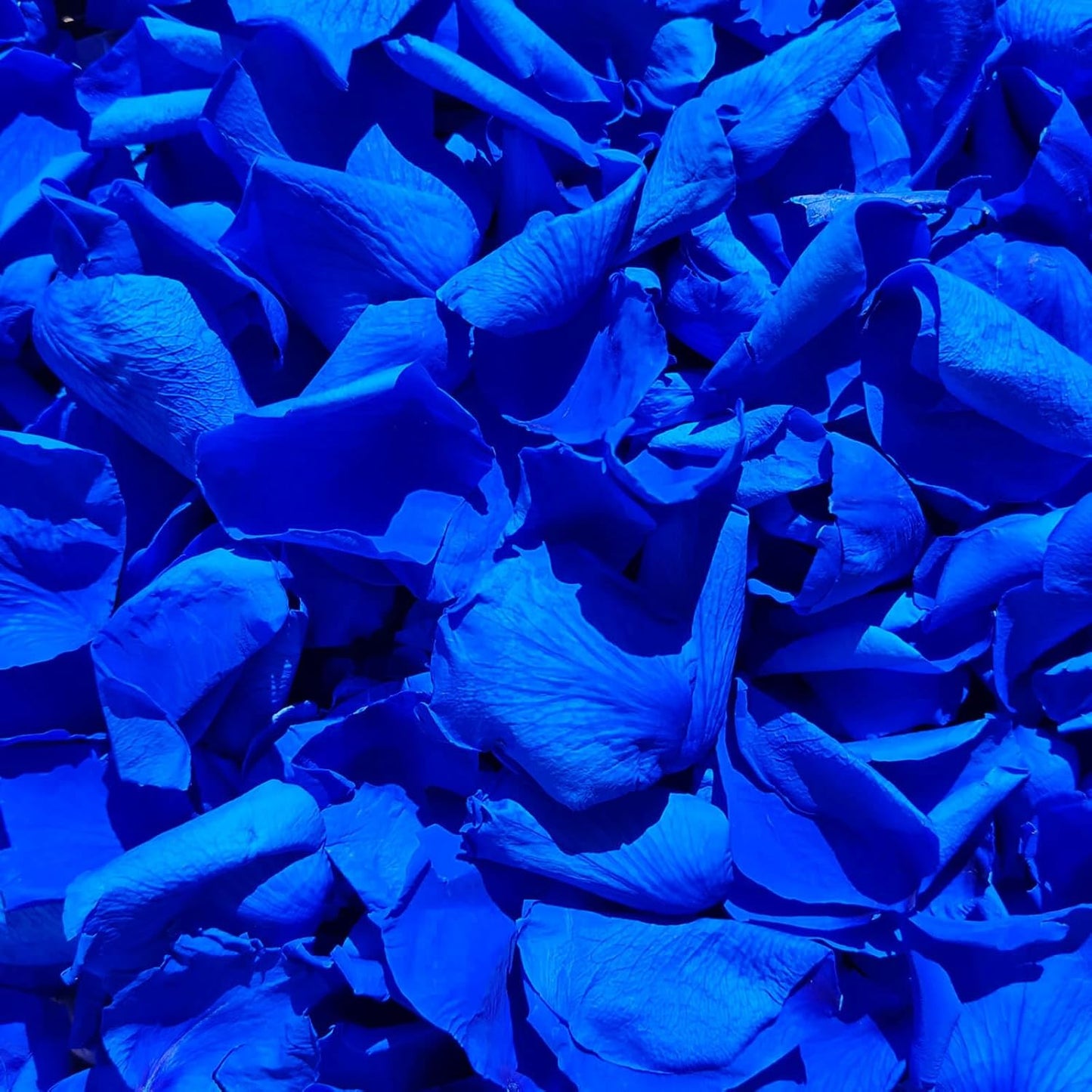 200Pcs Real Dried Preserved Royal Blue Rose Petals, Natural Flowers 1.75oz for Romantic Night Wedding Dinner Table Party Confetti Bridal Shower Decor, Royal Blue Decorations