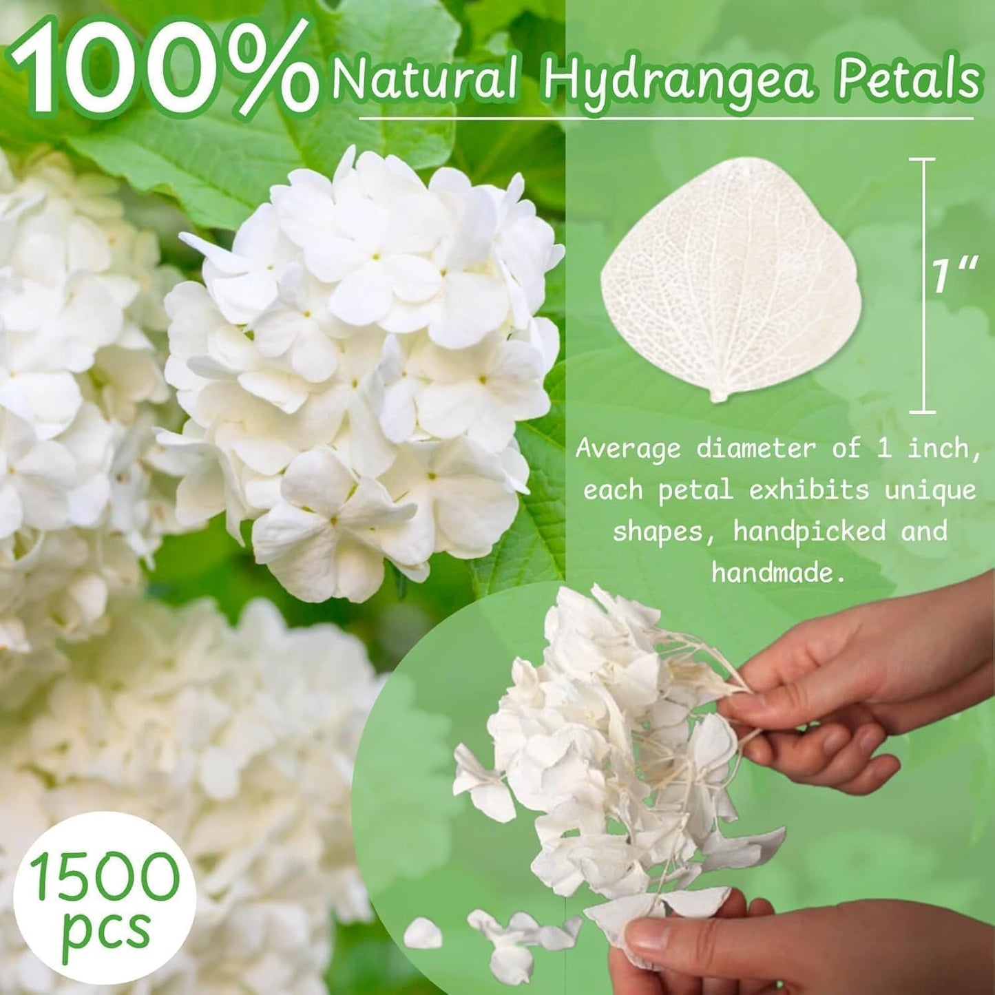 1500Pcs Real Dried Ivory White Hydrangea Flower Petals - Natural smal Petals for Wedding, Party Confetti, Romantic Night, Proposal Decor, Handcrafts (1.06 oz)
