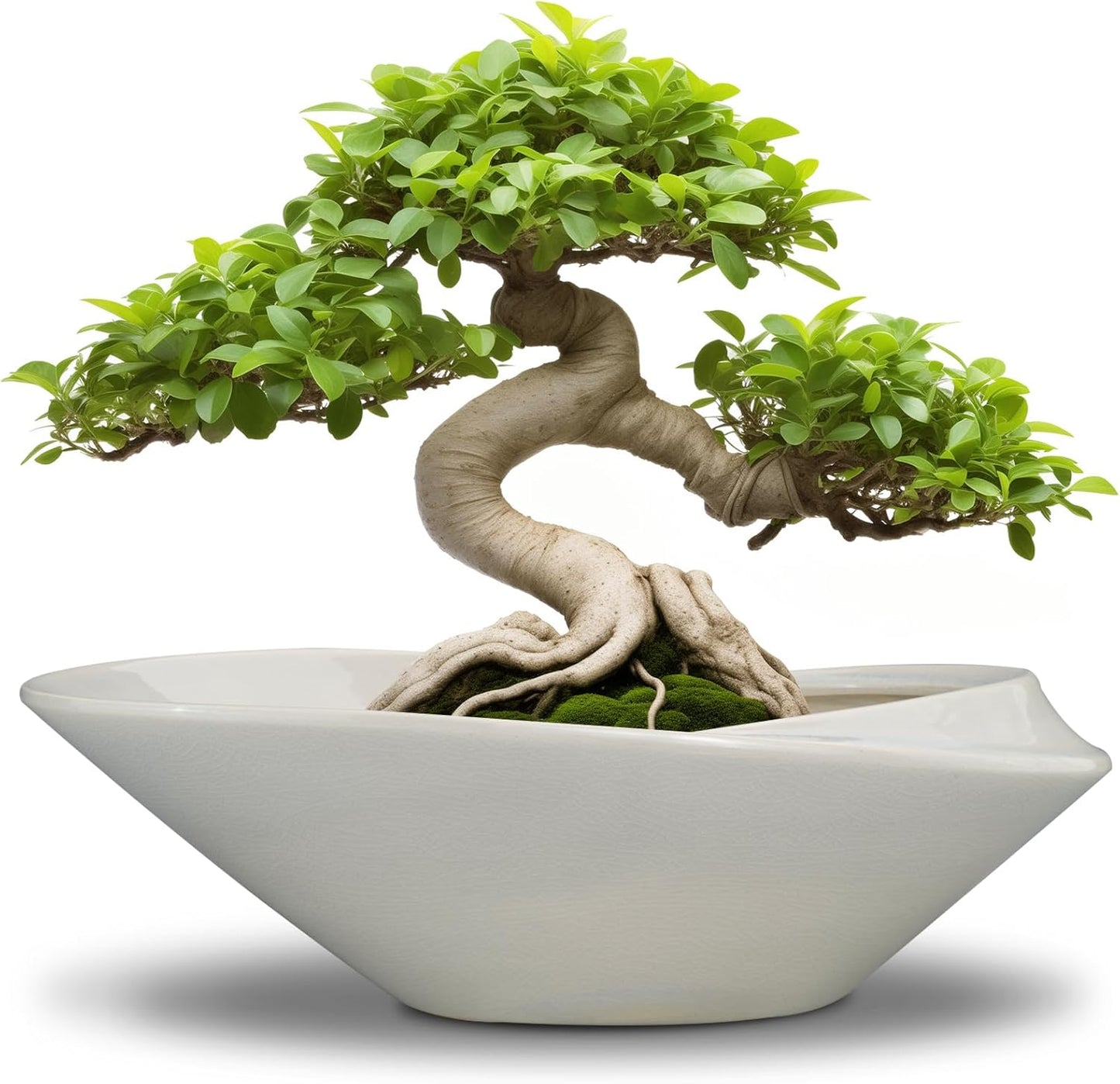 Bonsai Planter Pot - 12 Inch Ceramic Plant Pot for Indoor Plants Outdoor Decorative Flower Pot Succulent Planter with Drainage Hole Gray