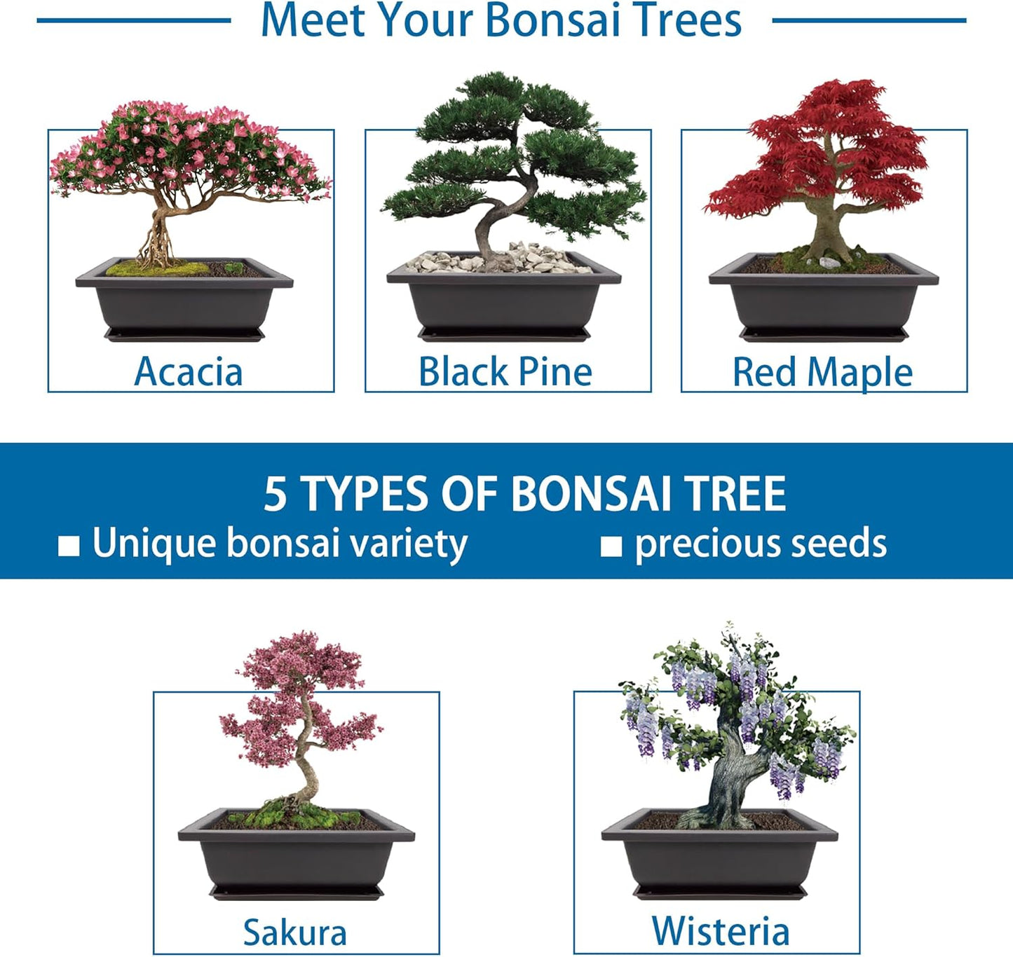 Bonsai Starter Kit, 5 Seeds Growing into Acacia, Wisteria, Sakura, Red Maple and Black Pine, Including Complete Gardening Tools with A Gift Box, Christmas Gifts for Men Women Beginners