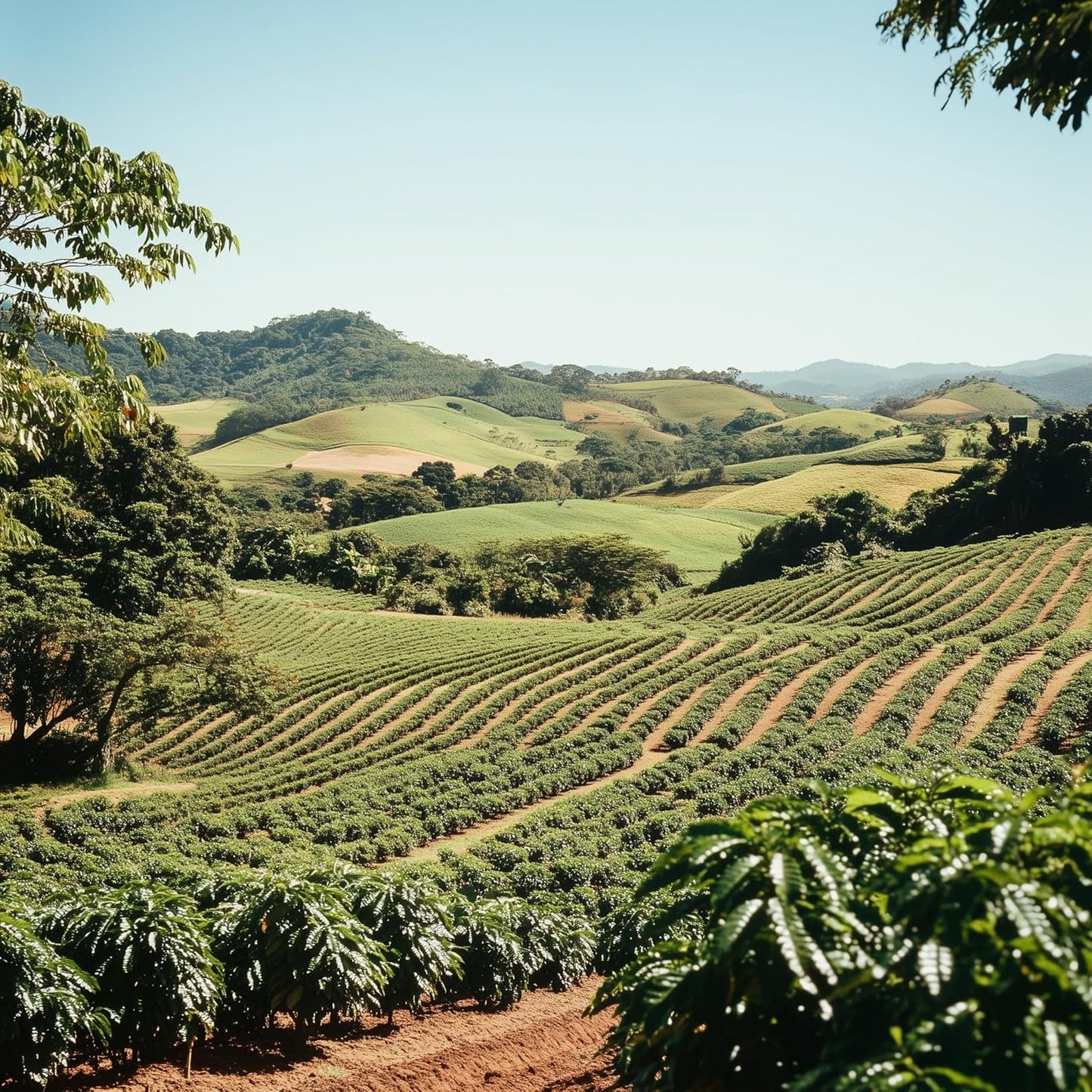 Coffee Bean Direct Unroasted Brazilian Santos, 5 Pound (Pack of 1)